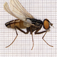 Illustration for article titled The Mutant Art of Radioactive Insects